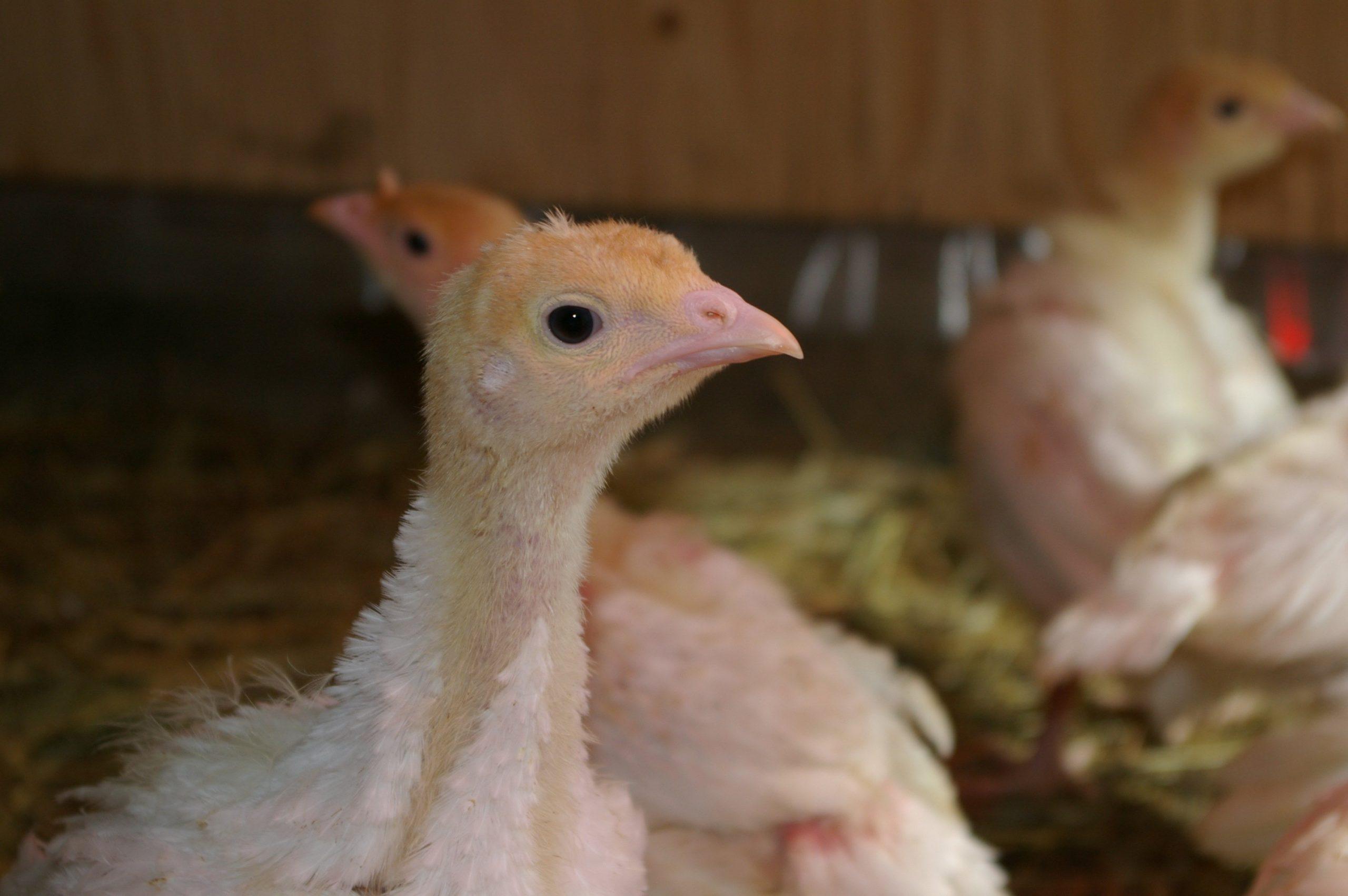 Turkey Starter Feed ( 25kg Bags)