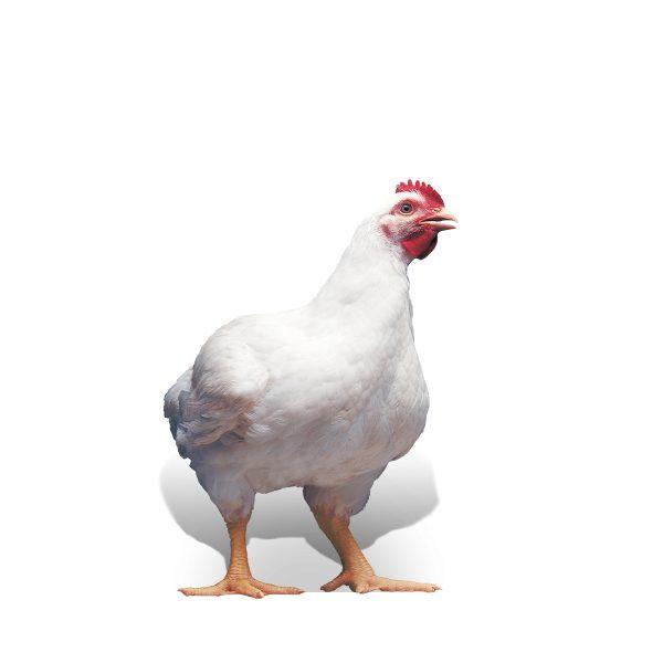 Day Old Broilers (CASCADA Arbor Acres Broiler) (Copy)