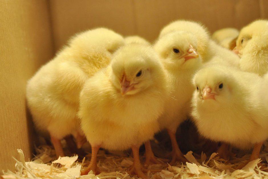 Amo Broilers