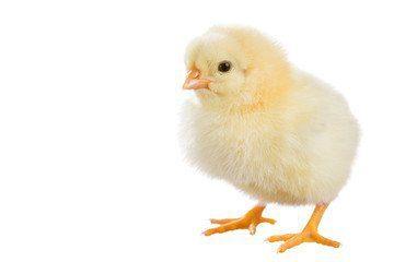 ZARTECH Broilers (Spic)