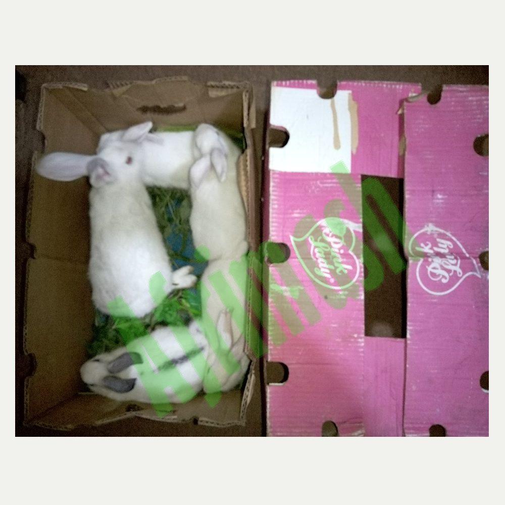 Commercial Rabbits (Pure Breed New Zealand White | 3 Females + 2 Males)