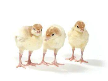 Foreign Turkey Poults