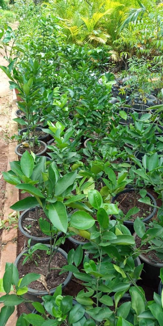 Orange Seedlings (Tangelo | Tangerine)