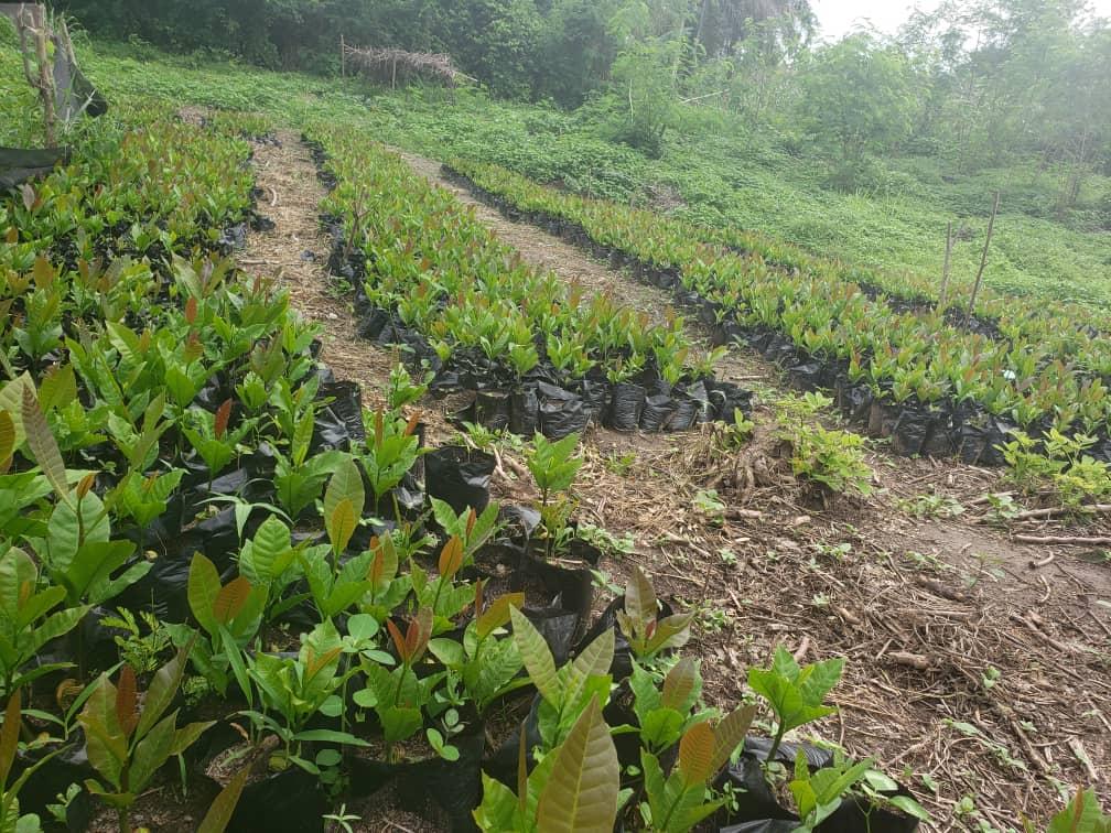 Hybrid Cashew Seedlings (Jumbo Varieties)