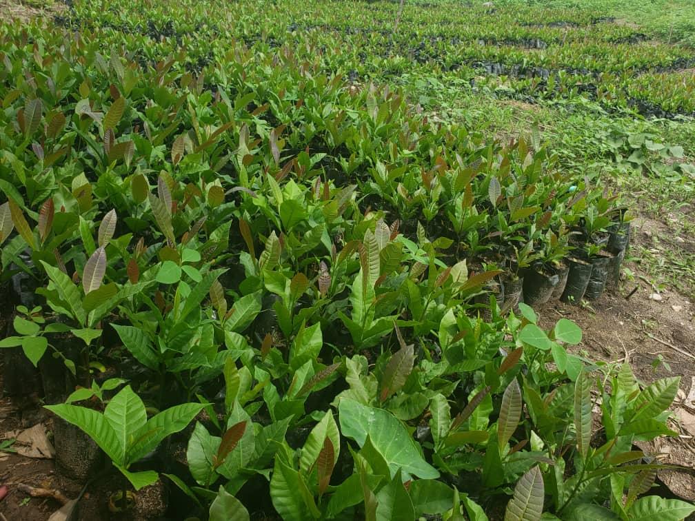 Hybrid Cashew Seedlings (Jumbo Varieties)
