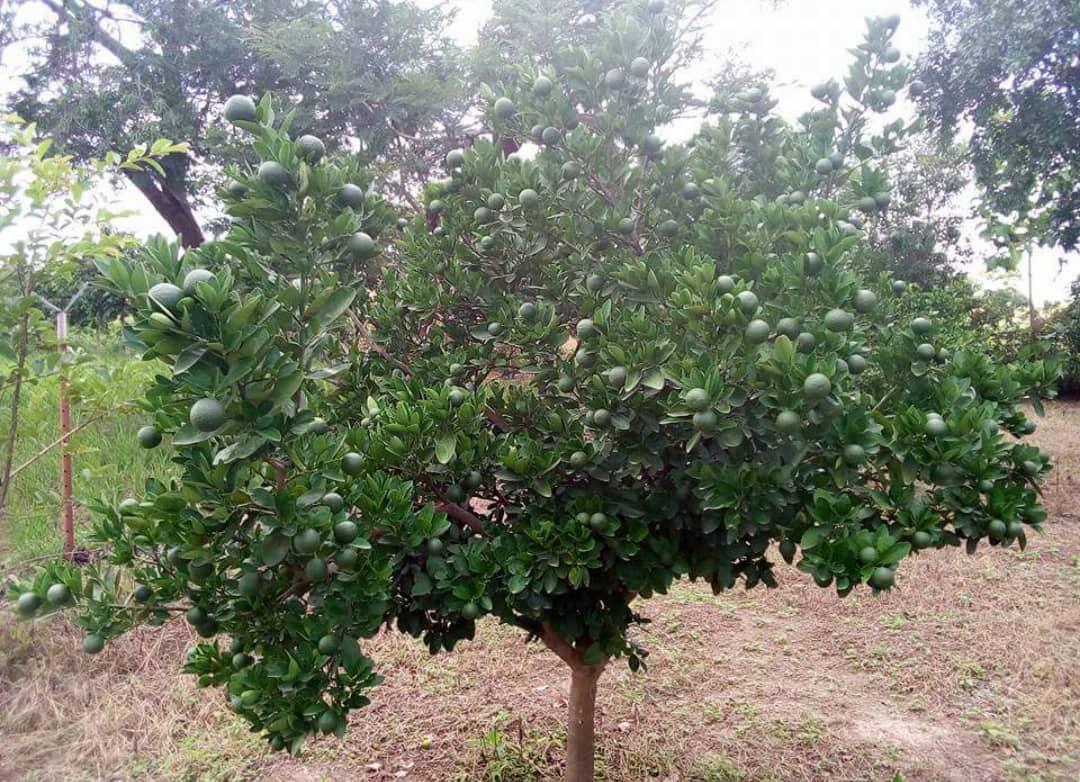Orange Seedlings (Tangelo | Tangerine)