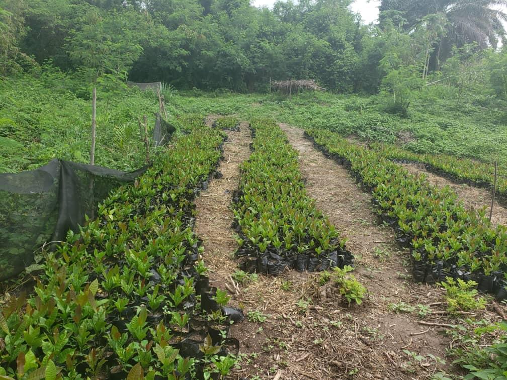 Hybrid Cashew Seedlings (Jumbo Varieties)