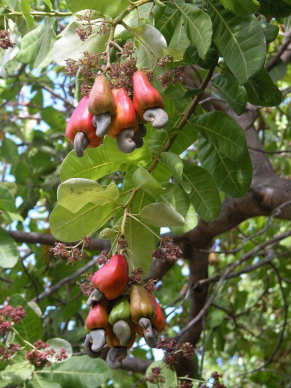 Hybrid Cashew Seedlings (Jumbo Varieties)