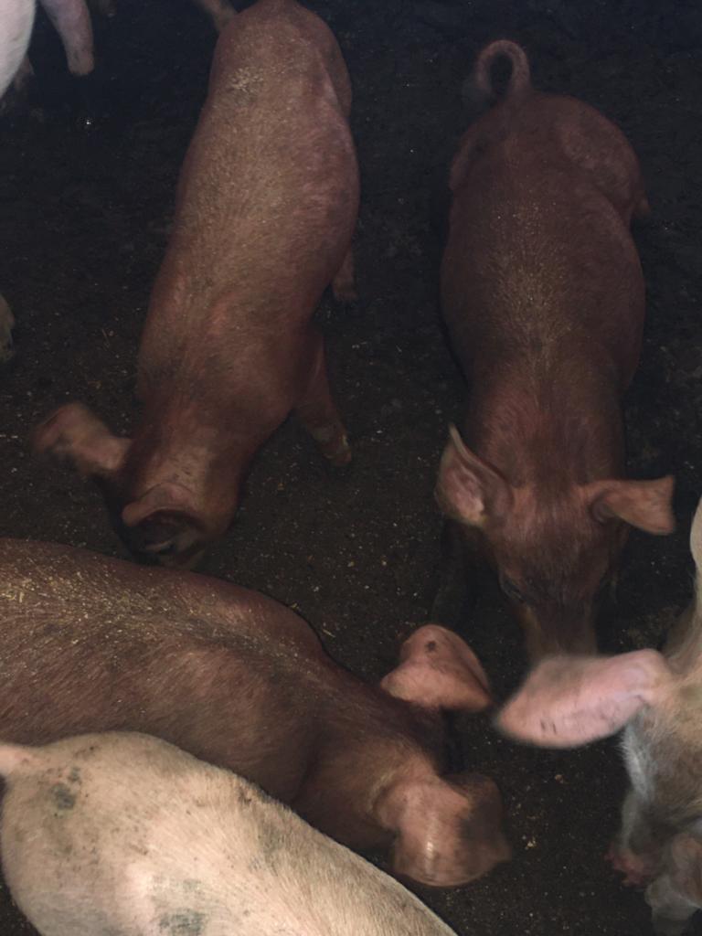 Duroc Pigs (Exotic Species | Weaners | Growers | Adults) - Weaners