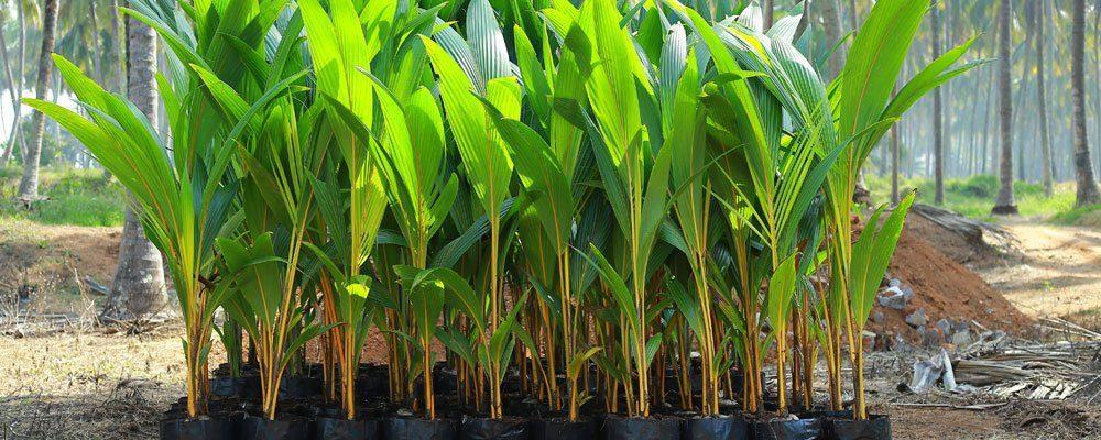 Coconut Seedlings (9 Months Seedlings | Hybrid | Dwarf Varieties)