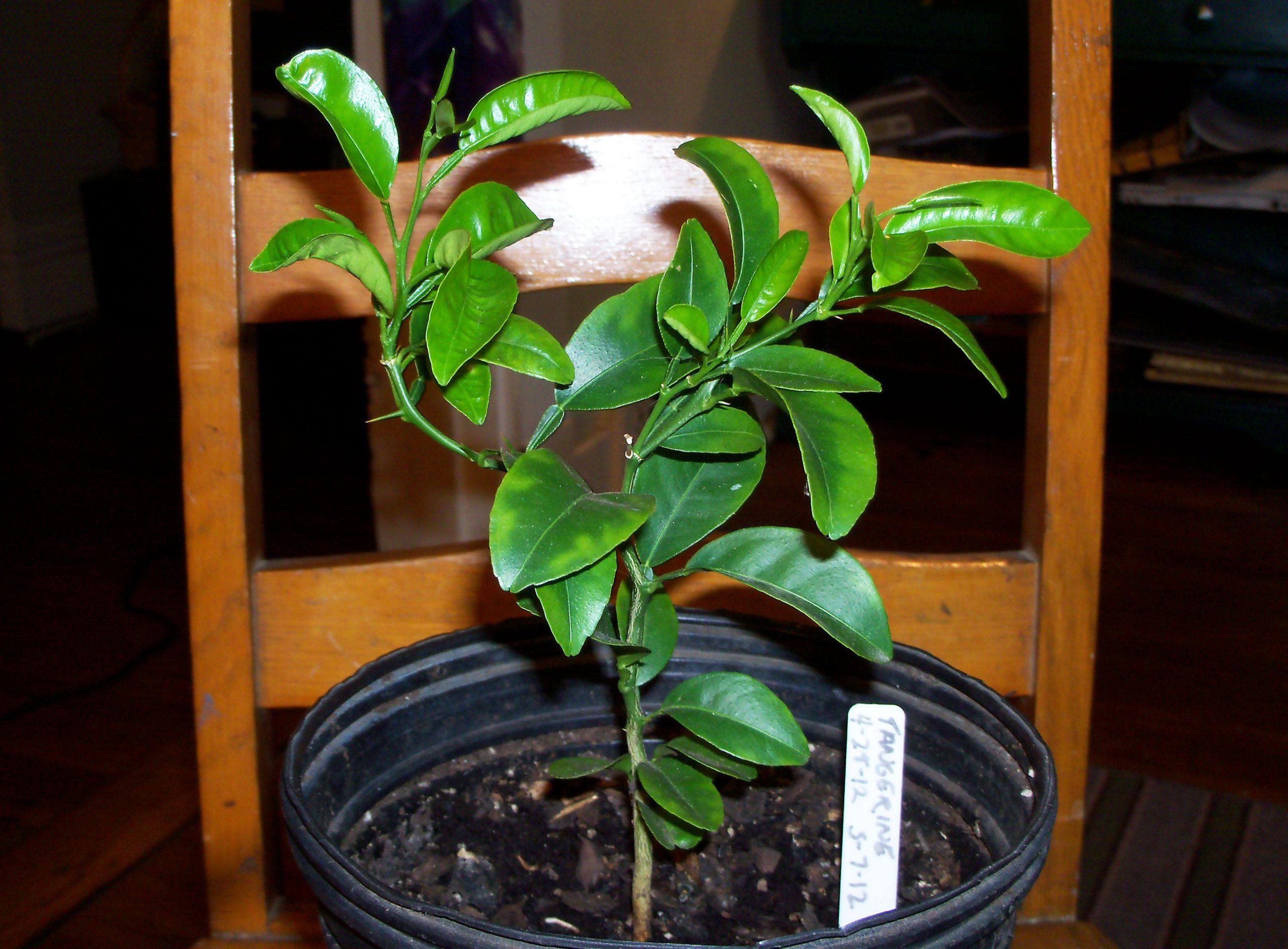 Orange Seedlings (Tangelo | Tangerine)