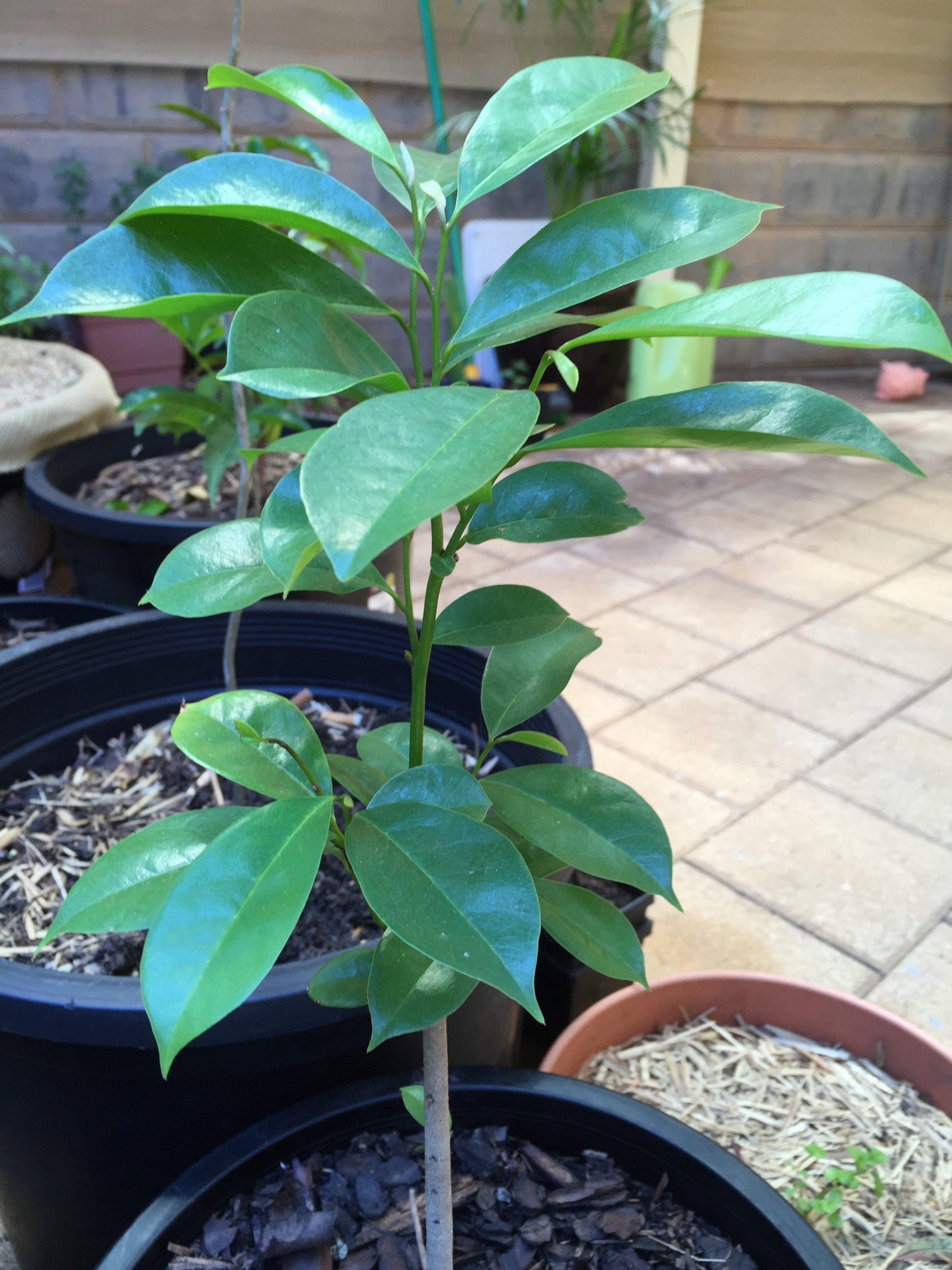 Sour-sop Seedlings