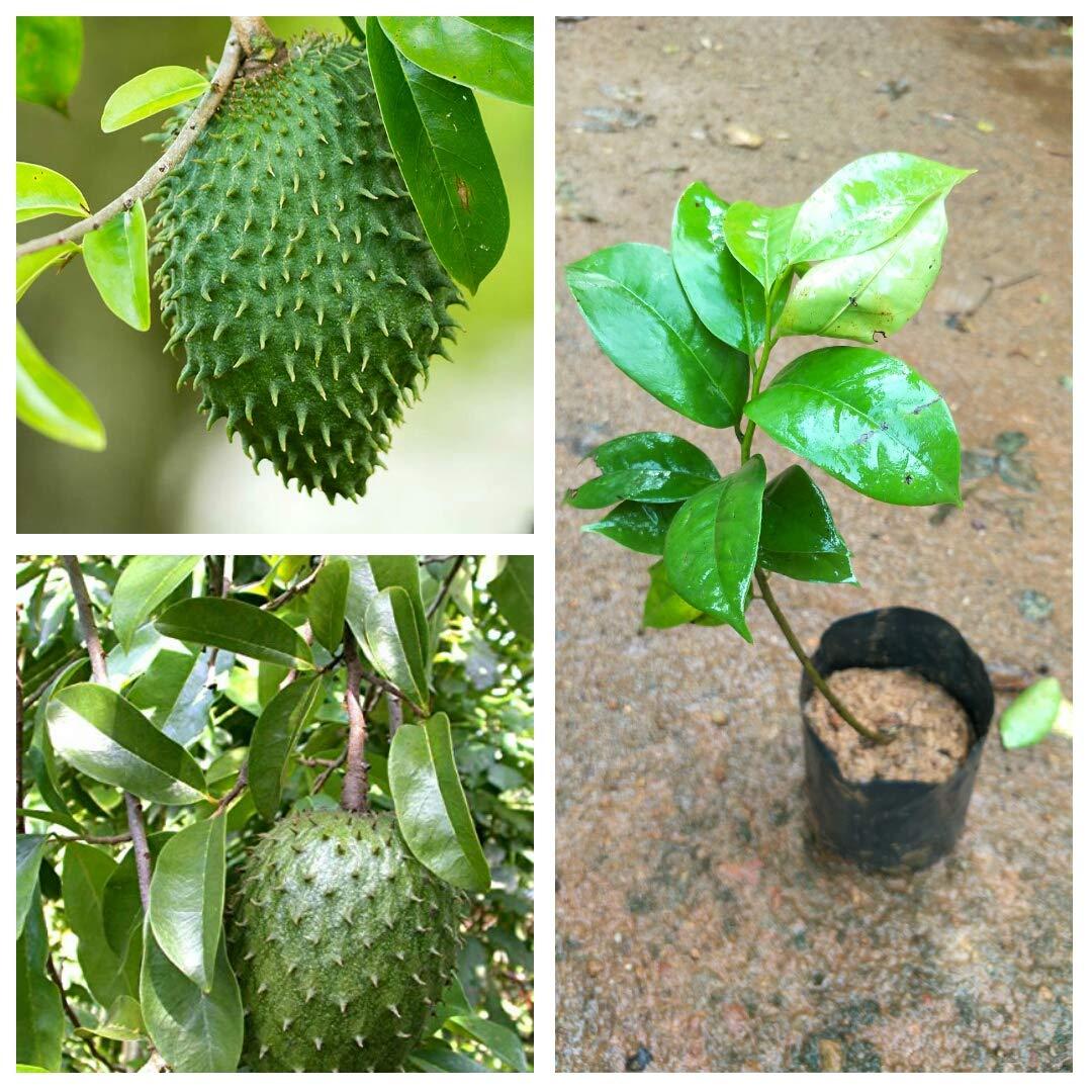 Sour-sop Seedlings