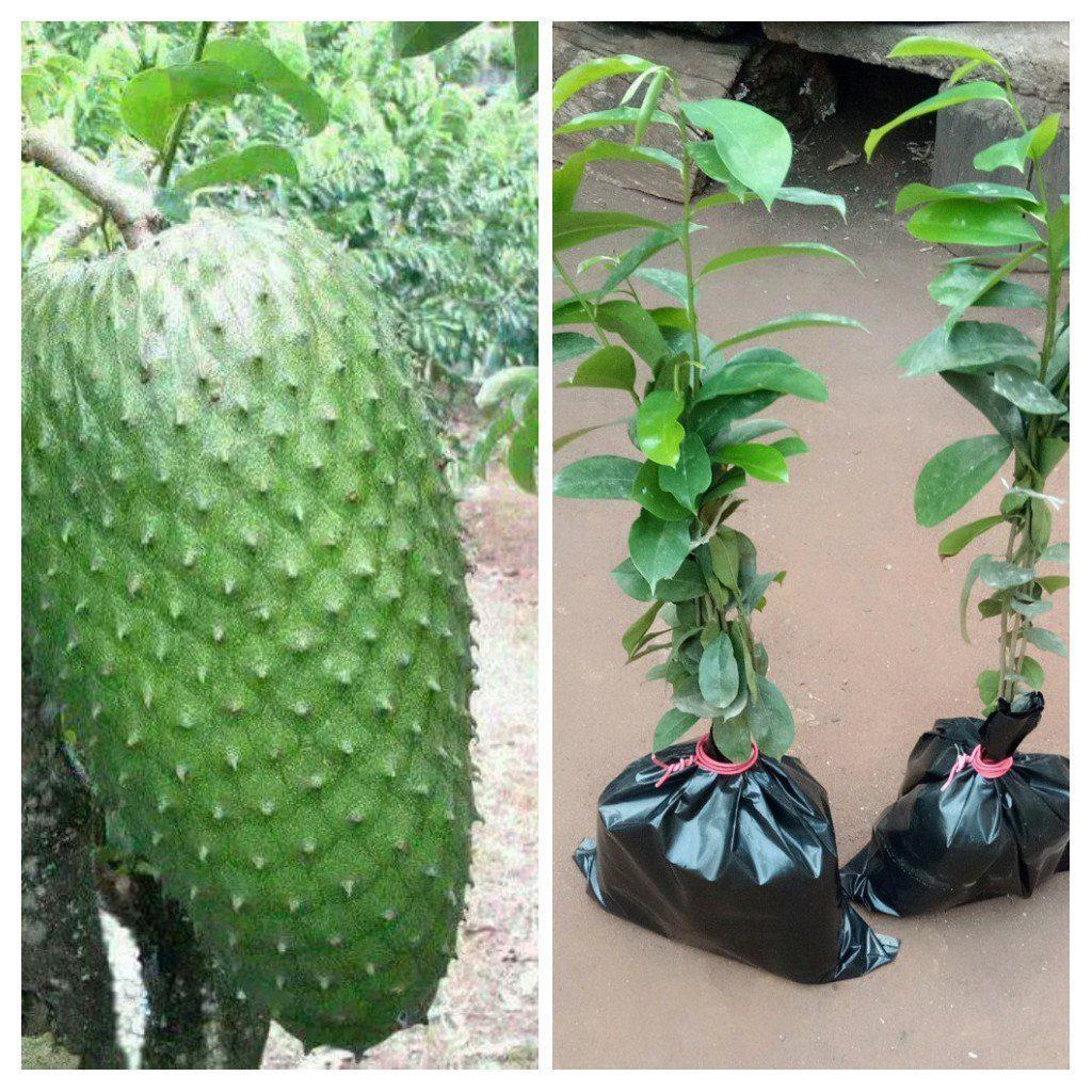 Sour-sop Seedlings