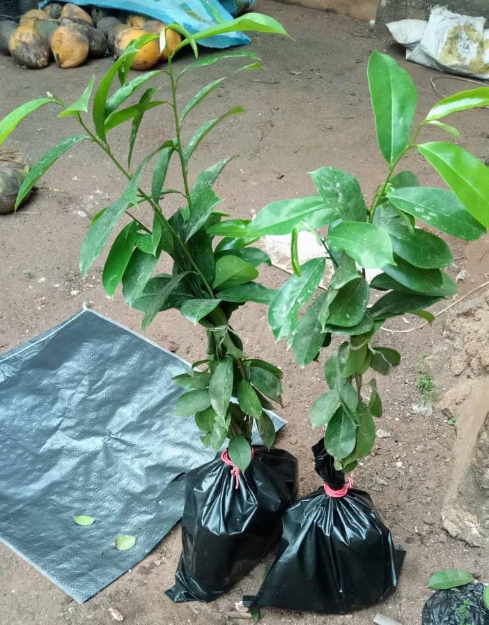 Sour-sop Seedlings