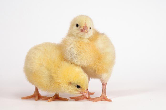Yammfy Broilers