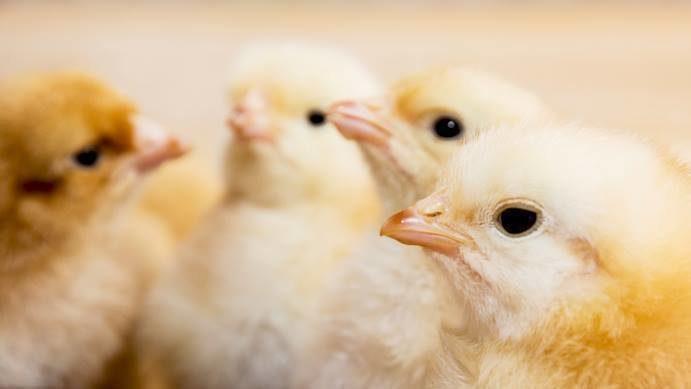 Day Old Broilers (CASCADA Arbor Acres Broiler) (Copy)