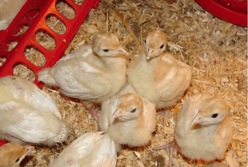 Foreign Turkey Poults - 30Pcs Per Carton (Full Carton | Half Carton) (Copy) - Full Carton (30 Poults)