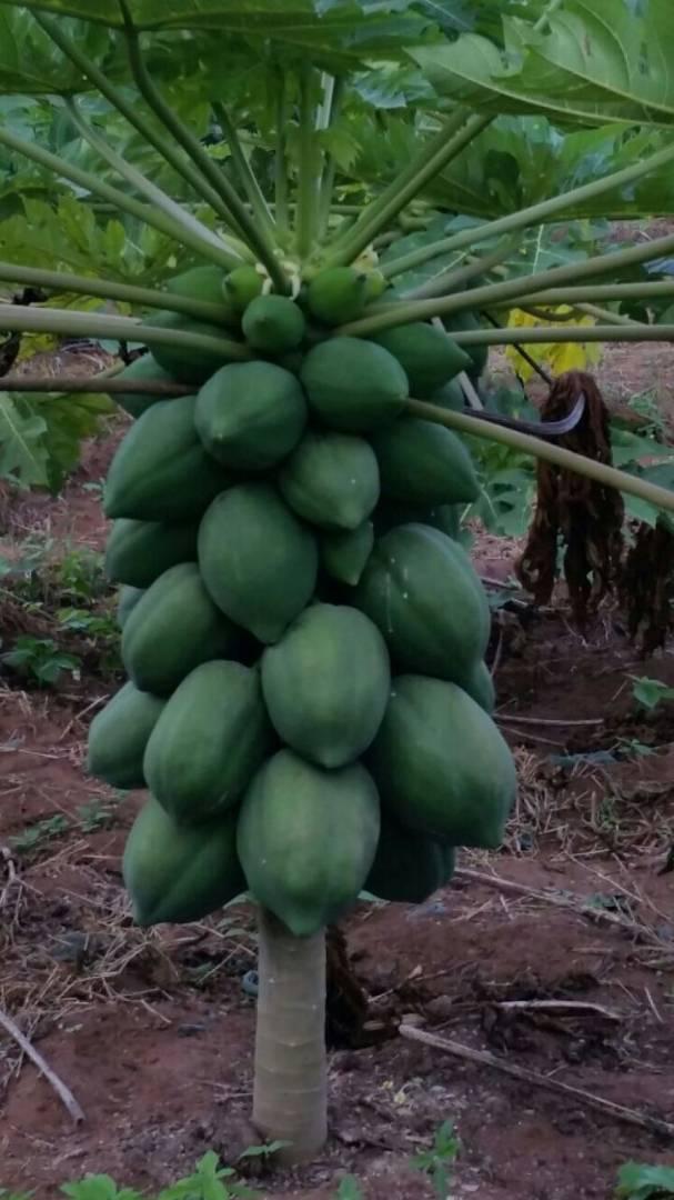 Red Royale F1 Dwarf Pawpaw Seeds |100 Seeds