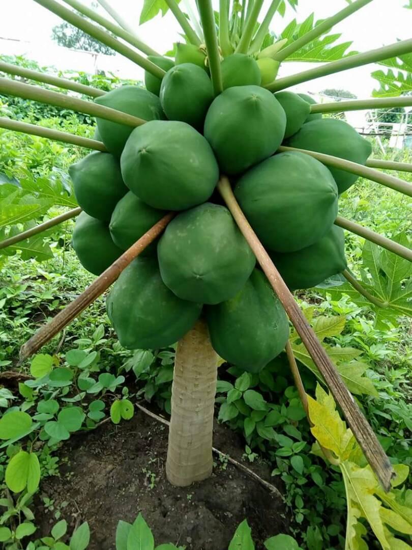Red Royale F1 Dwarf Pawpaw Seeds |100 Seeds