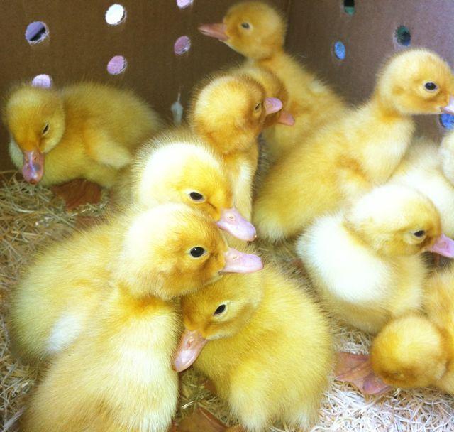 Day Old Ducklings (Local Breed | Exotic Breed)