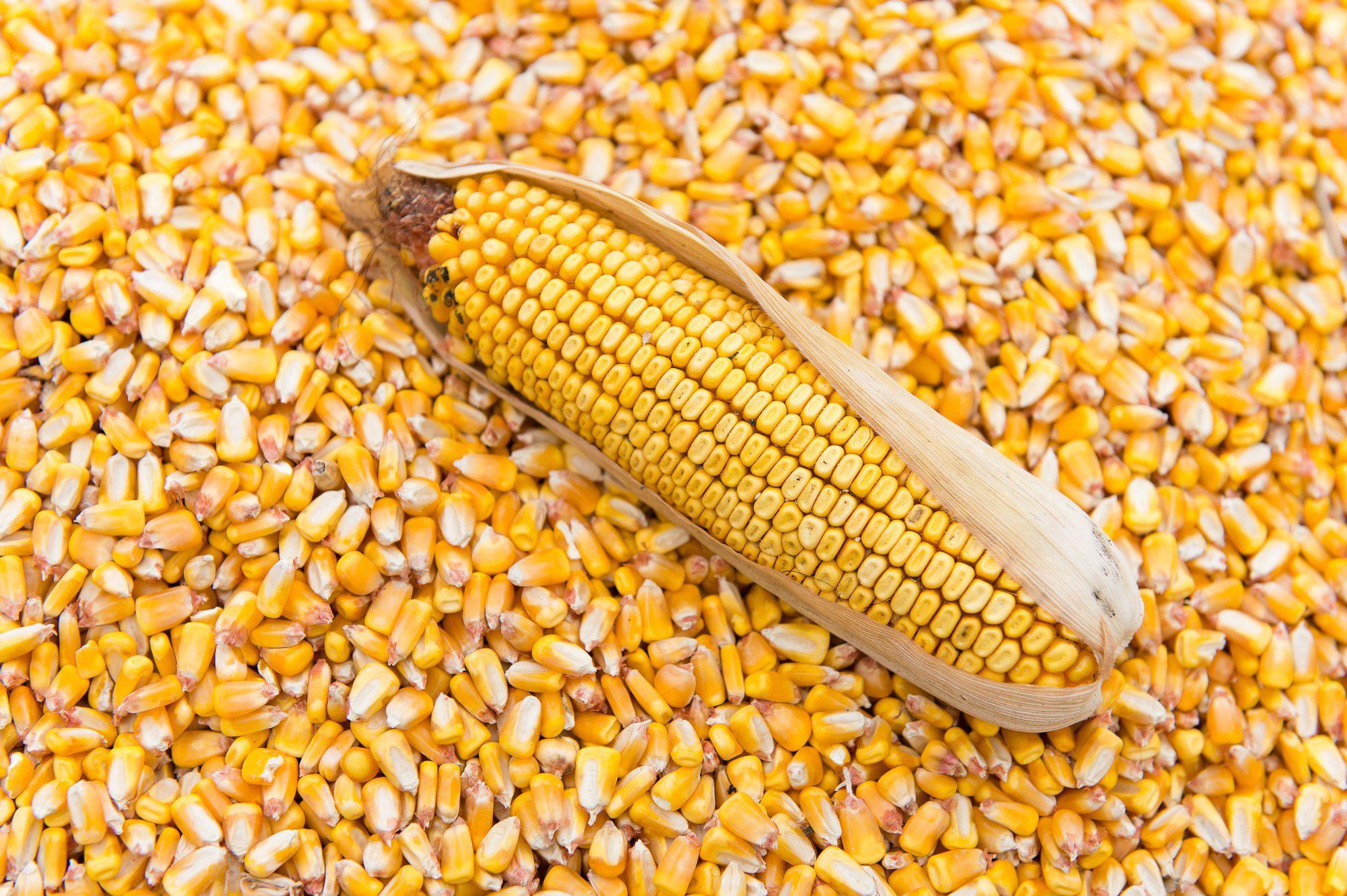 Sammaz Maize Seeds (Premium Tela Maize Varieties | 5kg | 50Kg) | Sammaz 75T | Sammaz 74 Tela | Sammaz 72 (White Maize)