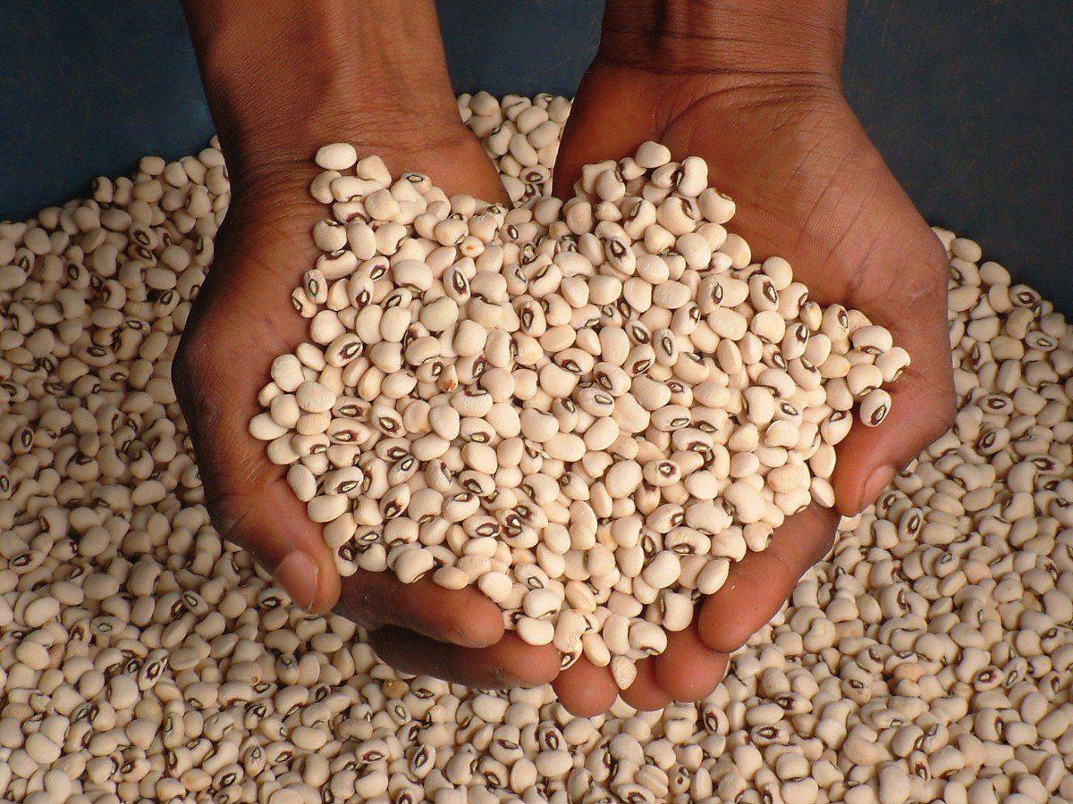 Cowpea Seeds (Black-Eyed Peas | Premium Varieties)