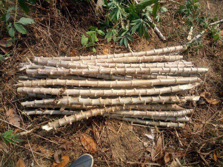 Cassava Cuttings (35 Stems/Bundle) - TME 419