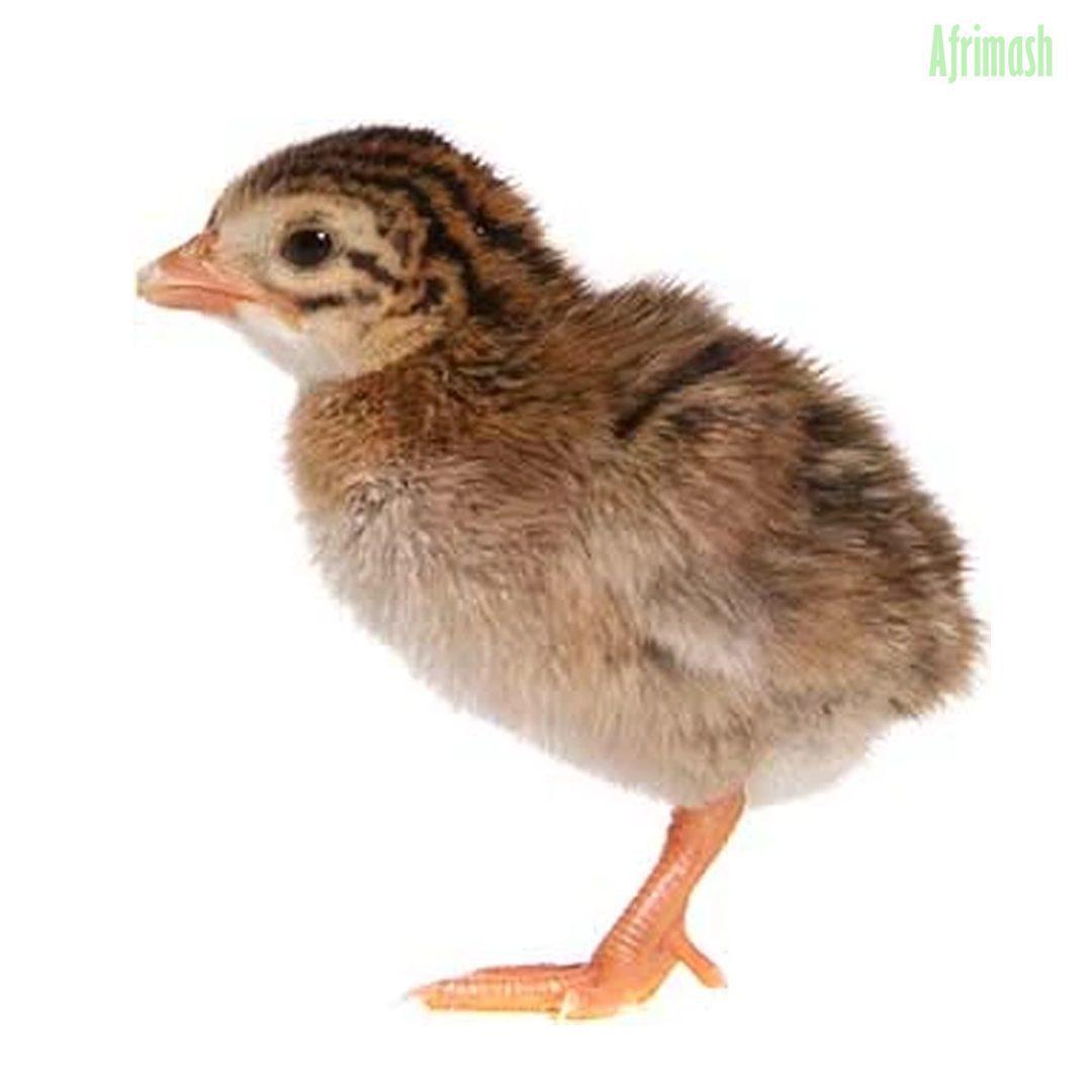 Guinea Fowl Keets (Local Breed | Exotic Breed) - Exotic Breed