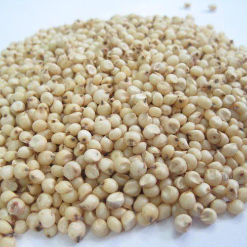 Sorghum Seeds (Premium Varieties | 1Kg |50kg Bags)