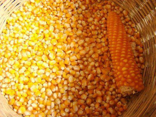 Sammaz Maize Seeds (Premium Tela Maize Varieties | 5kg | 50Kg) | Sammaz 75T | Sammaz 74 Tela | Sammaz 72 (White Maize)