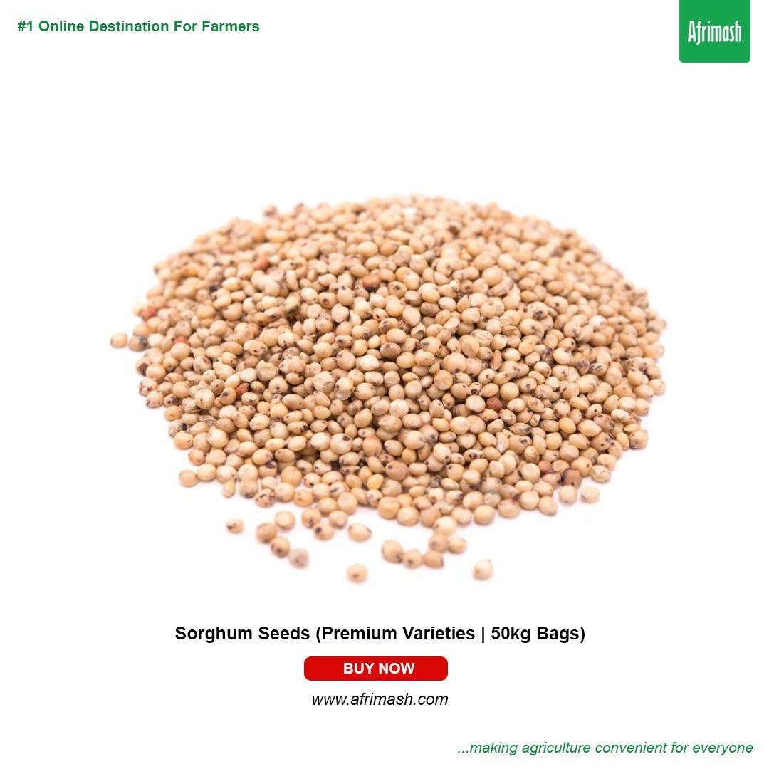 Sorghum Seeds (Premium Varieties | 1Kg |50kg Bags)