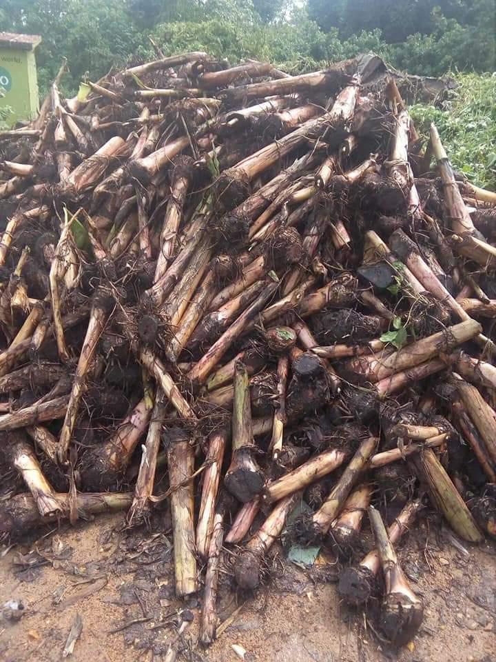 Plantain Sucker (Packaged in Sacks)