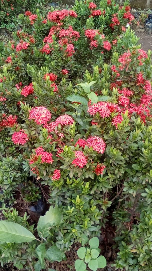 Bougainvillea