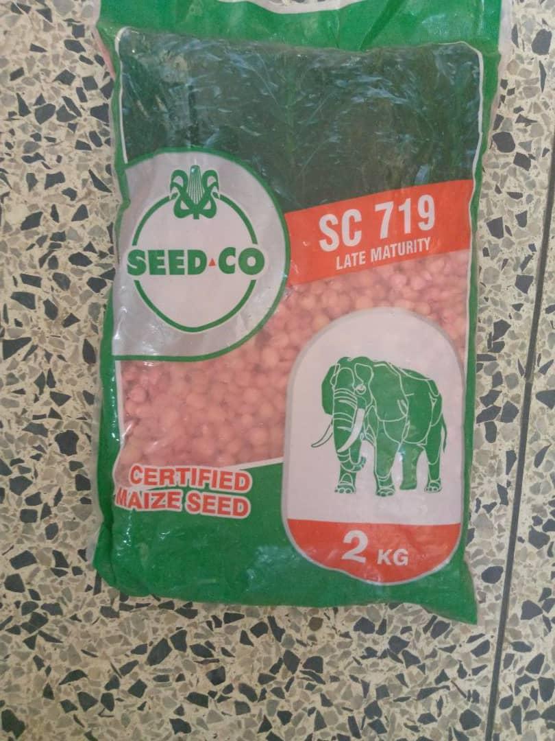 Seed Co Maize Seeds (SC 719 Late Maturity) - SC526 Early Maturing | 2KG