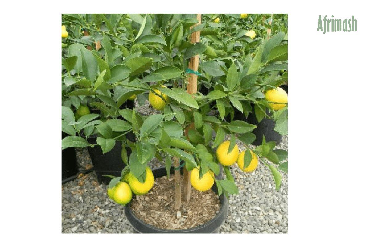 Lemon Seedlings | Lisbon