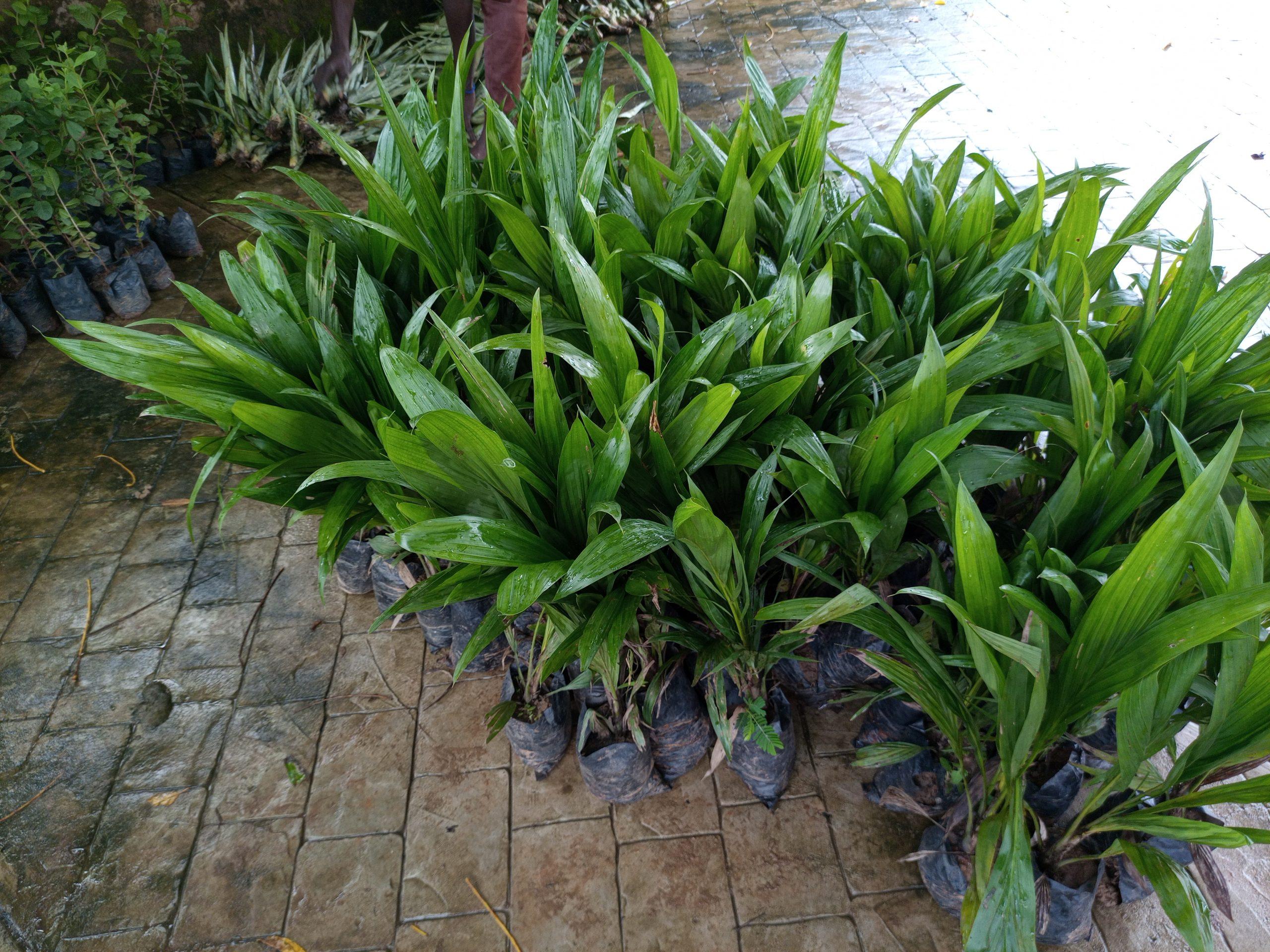 Tenera Palm Seedlings