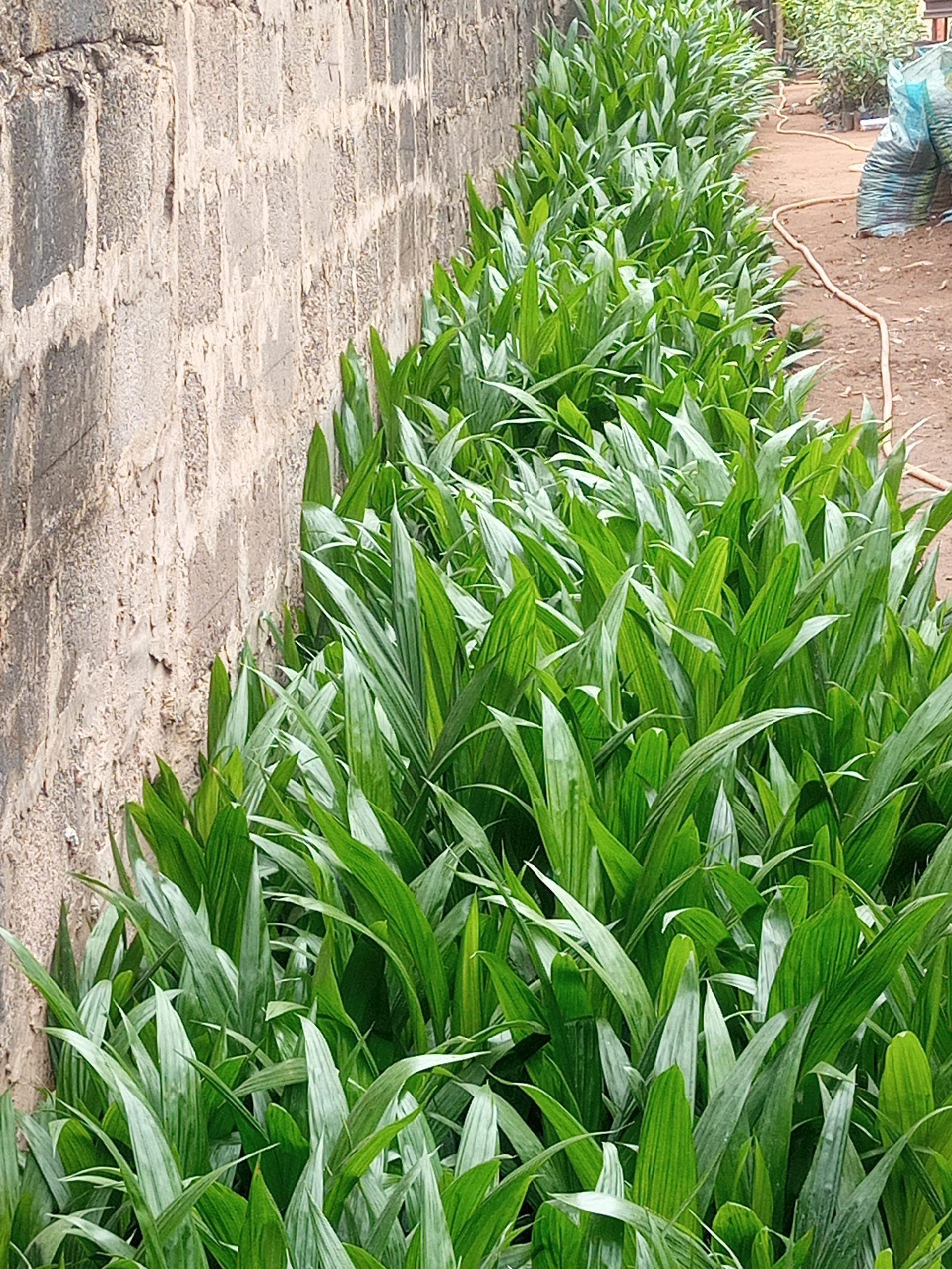 Tenera Palm Seedlings