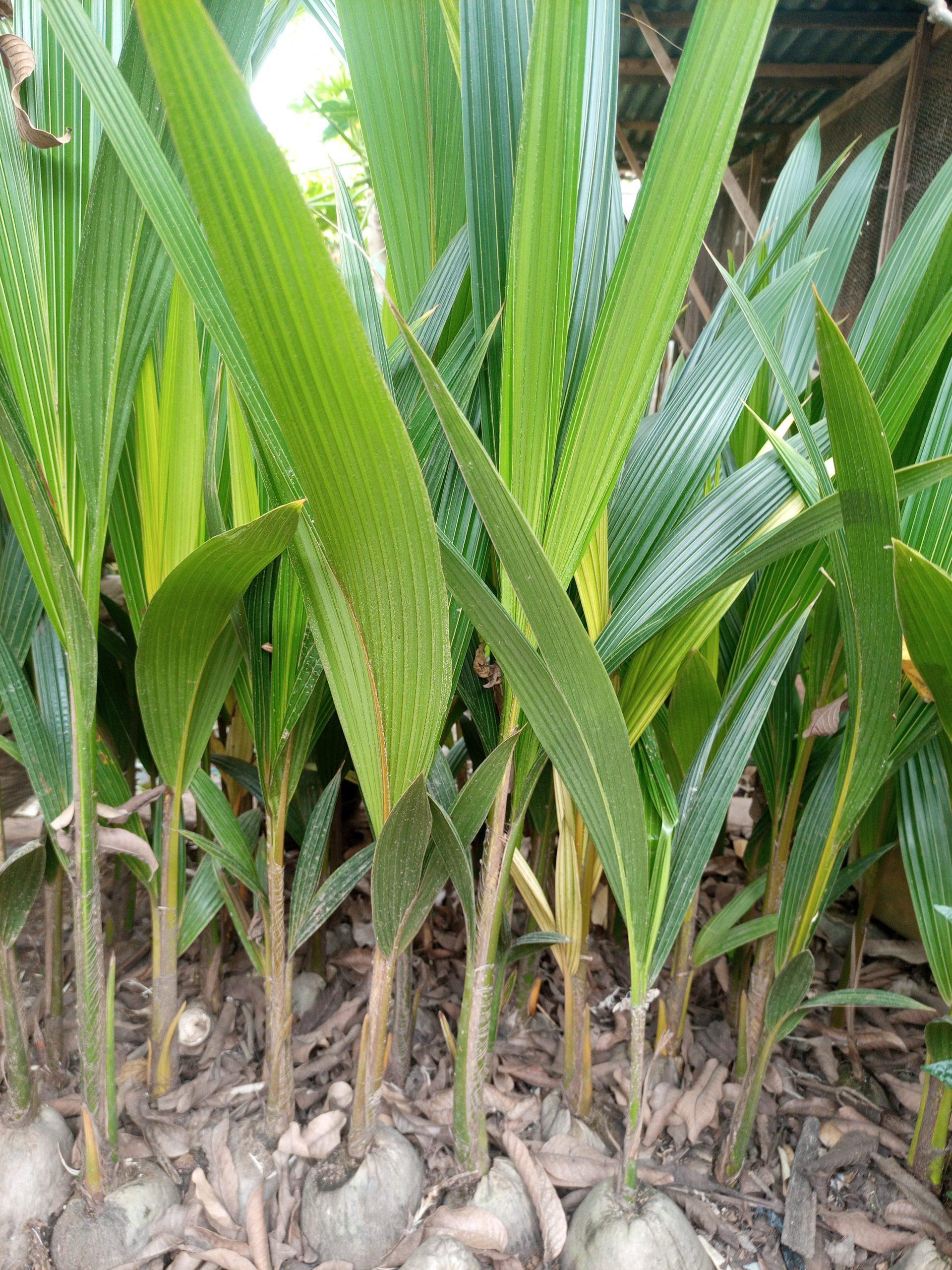 Hybrid Coconut Seedlings