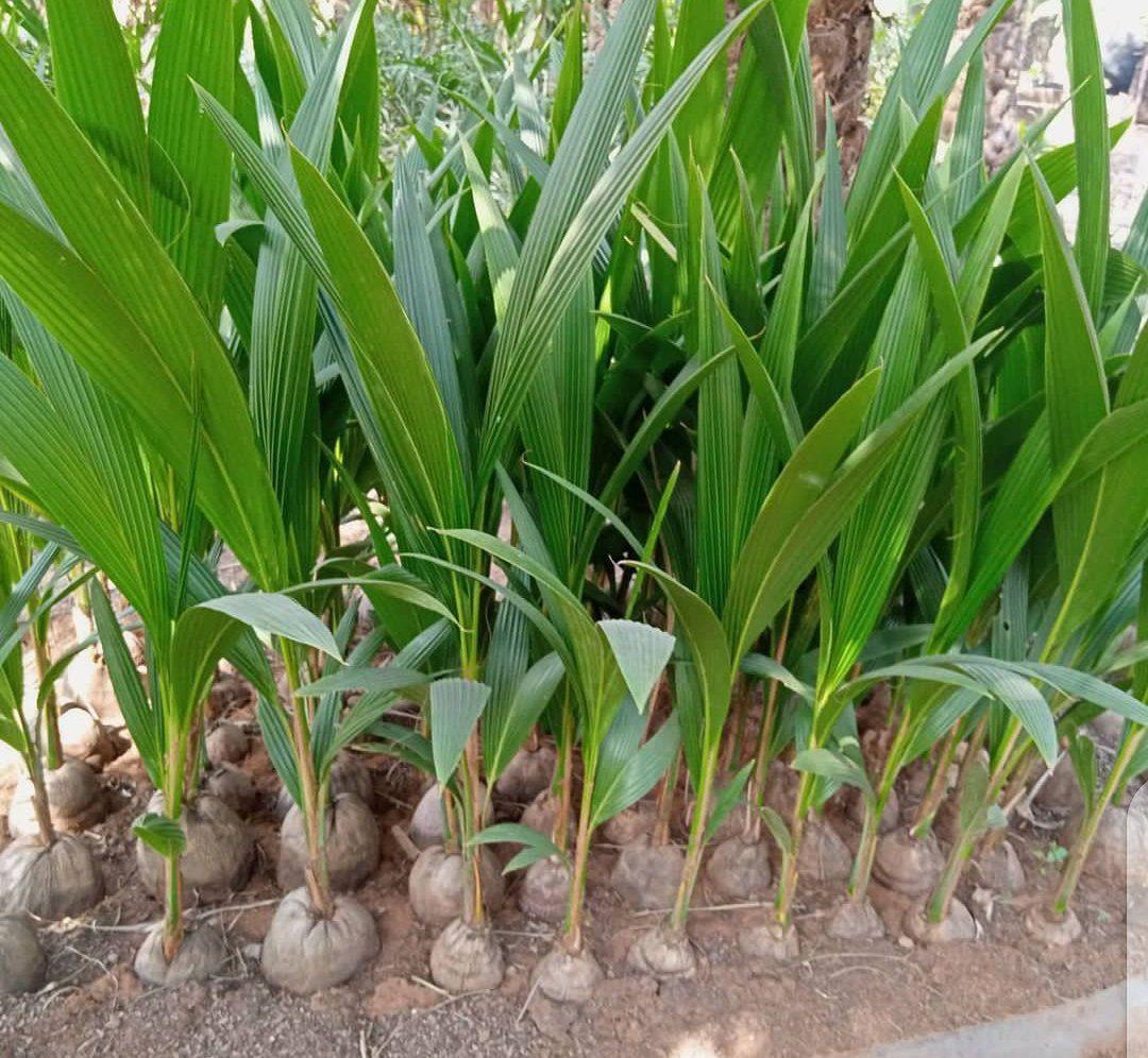 Hybrid Coconut Seedlings