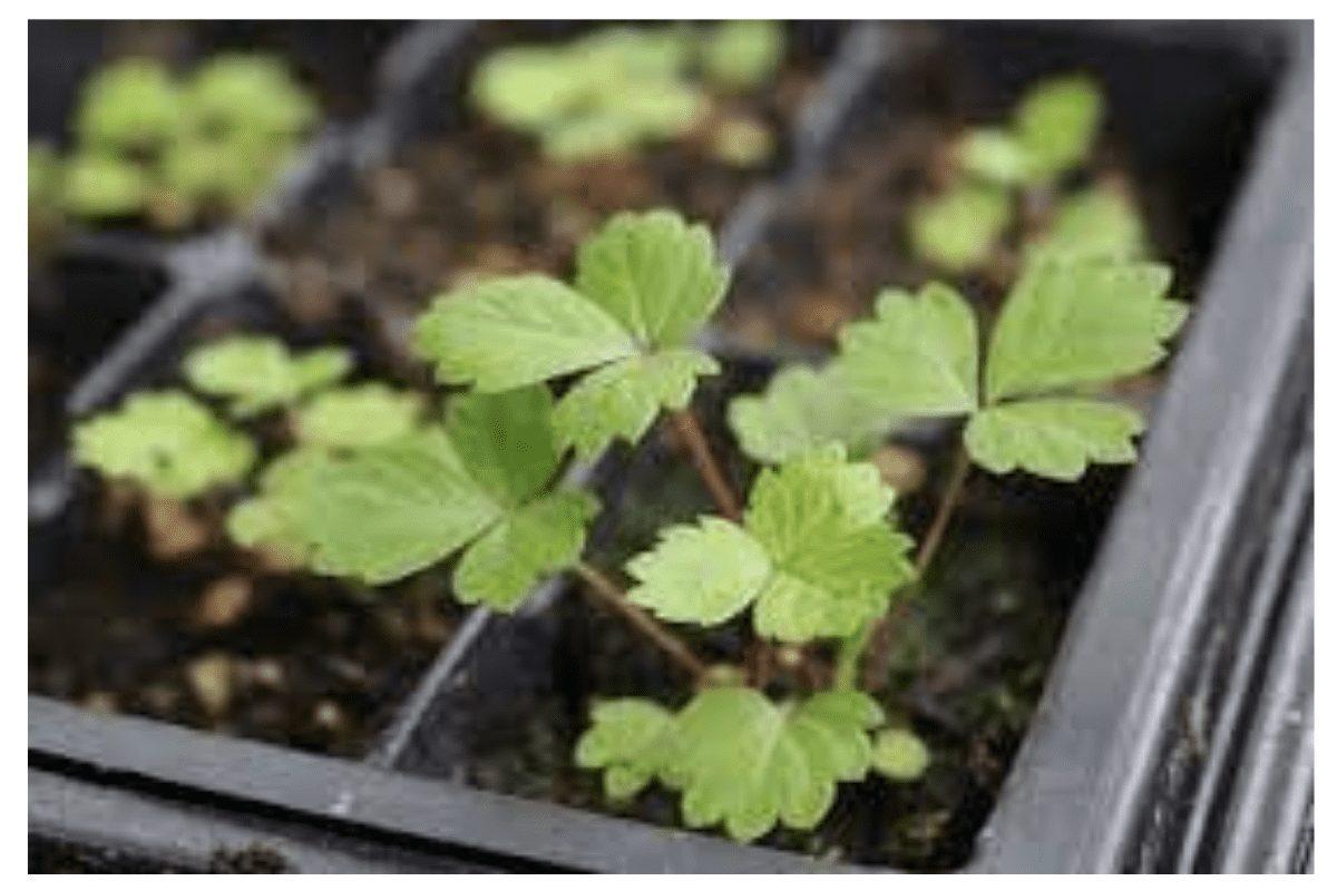 Hybrid Strawberry Seedlings