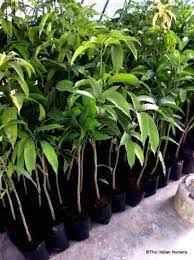 Grafted dwarf hybrid mango seedlings