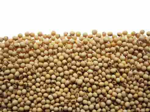 Soya Bean Seeds