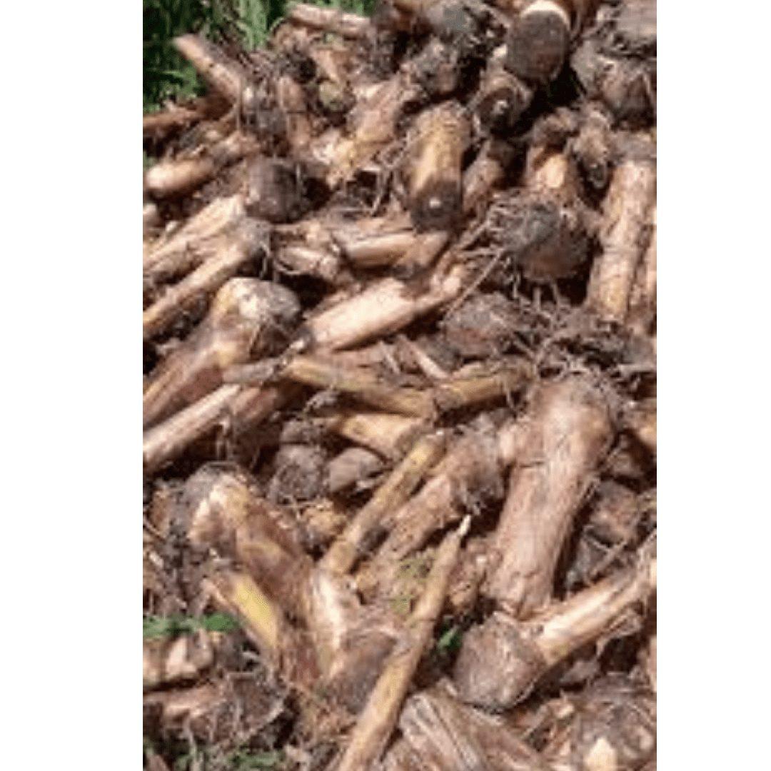 Treated Giant Hybrid banana suckers | Cavendish| Local | Paranta