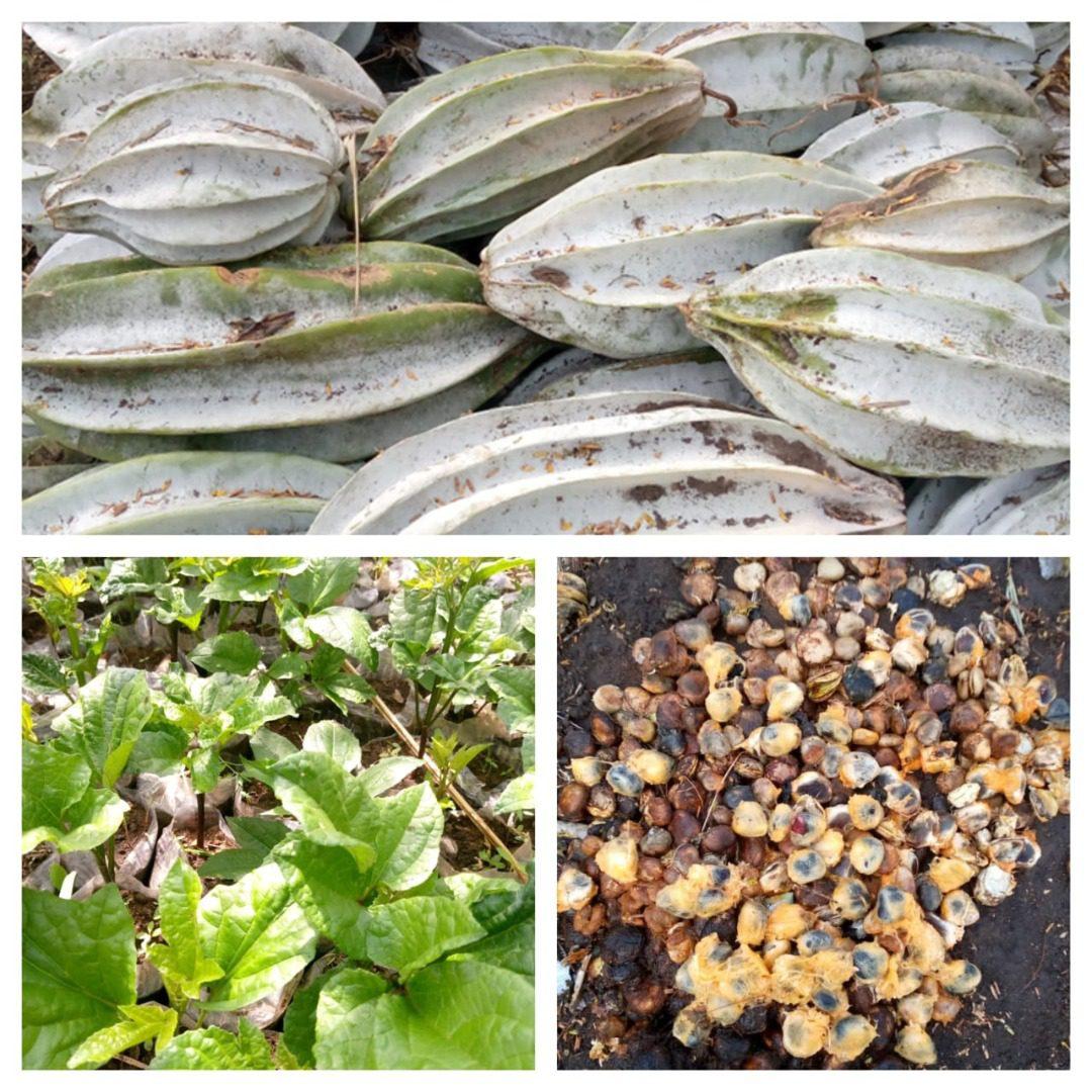 Ugu Seeds | Seedlings | Pods - Pods