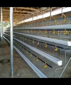 Locally Fabricated Battery Cage – (Various Birds Capacity Battery Cage With Imported PVC Feeder) - 96 birds