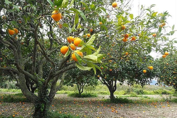 Orange petals (Imported Citrus)