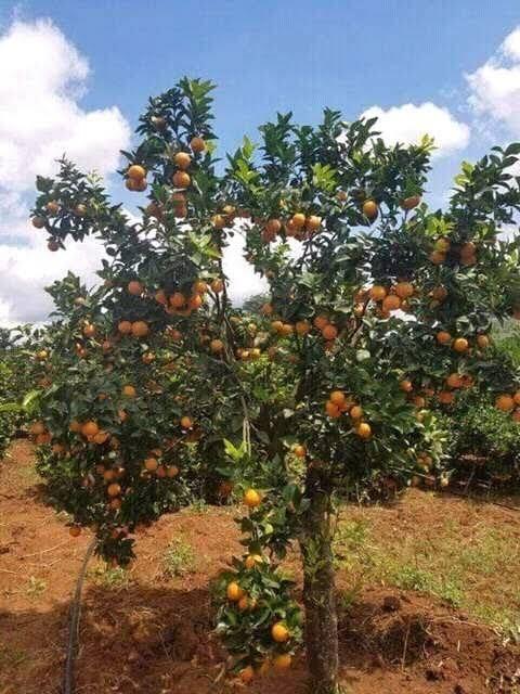 Orange petals (Imported Citrus)