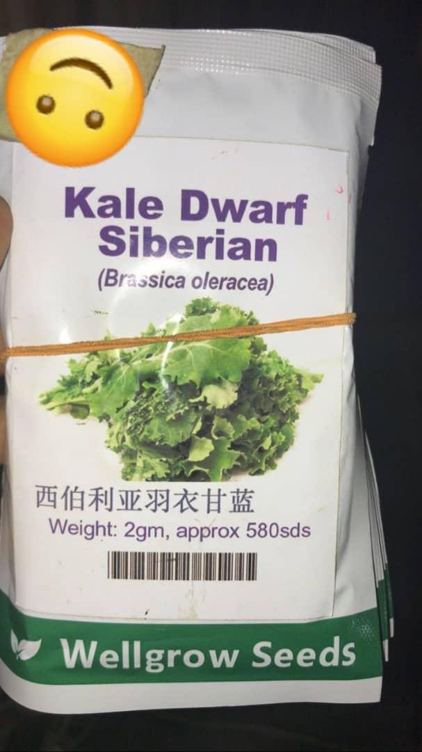 Kale Dwarf Siberian (Brassica deracea)