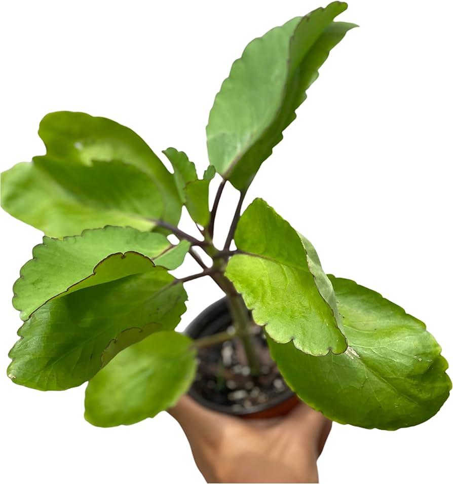 Miracle leaf